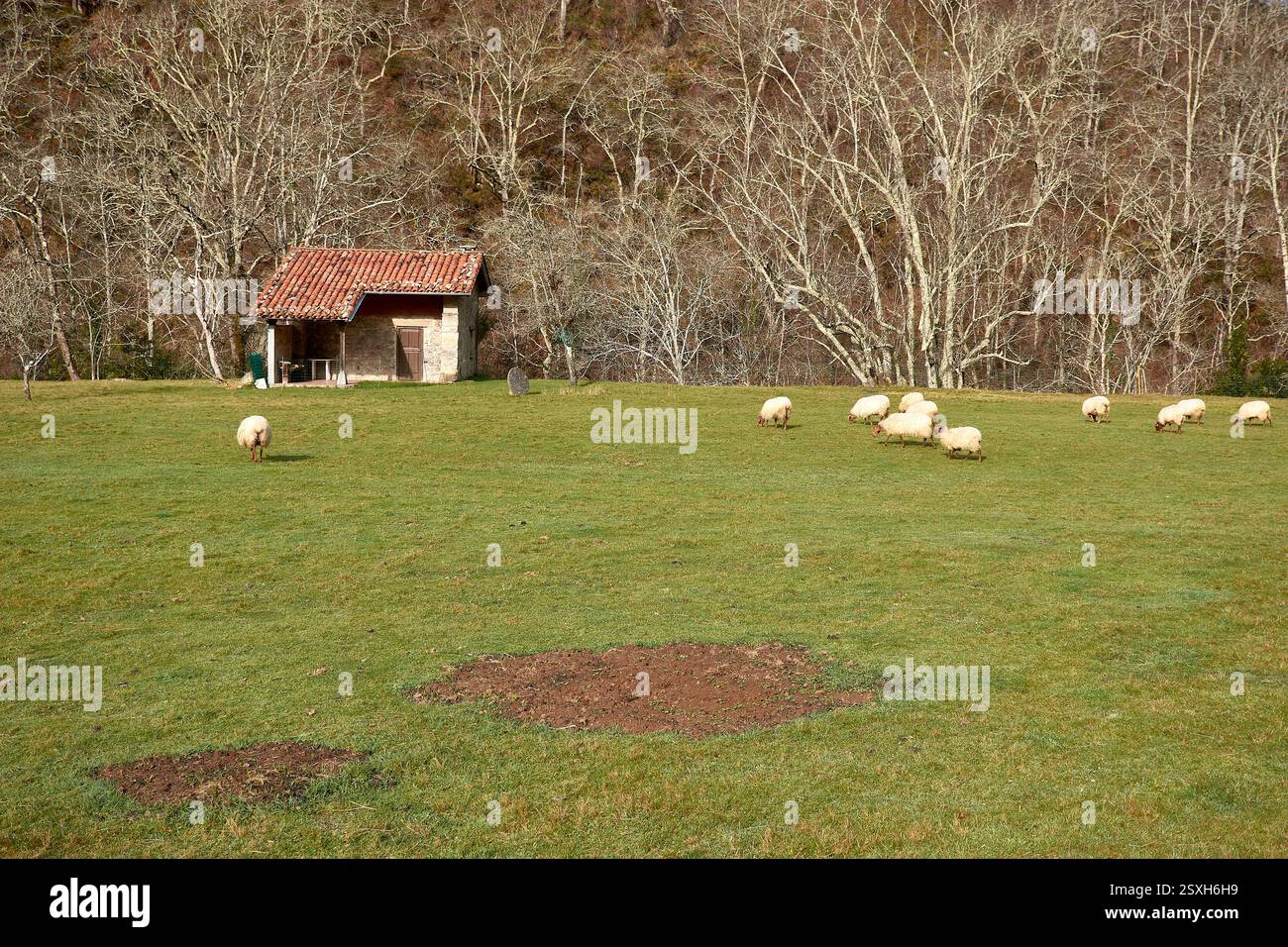 Une scène rurale pittoresque avec un groupe de moutons qui paissent sur une prairie verdoyante dans les Asturies, en Espagne. Les collines ondoyantes et le paysage vibrant créent Banque D'Images