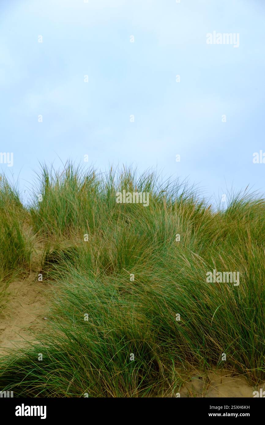 Dunes de sable sur les sables de Camber, Kent, Angleterre, Royaume-Uni Banque D'Images