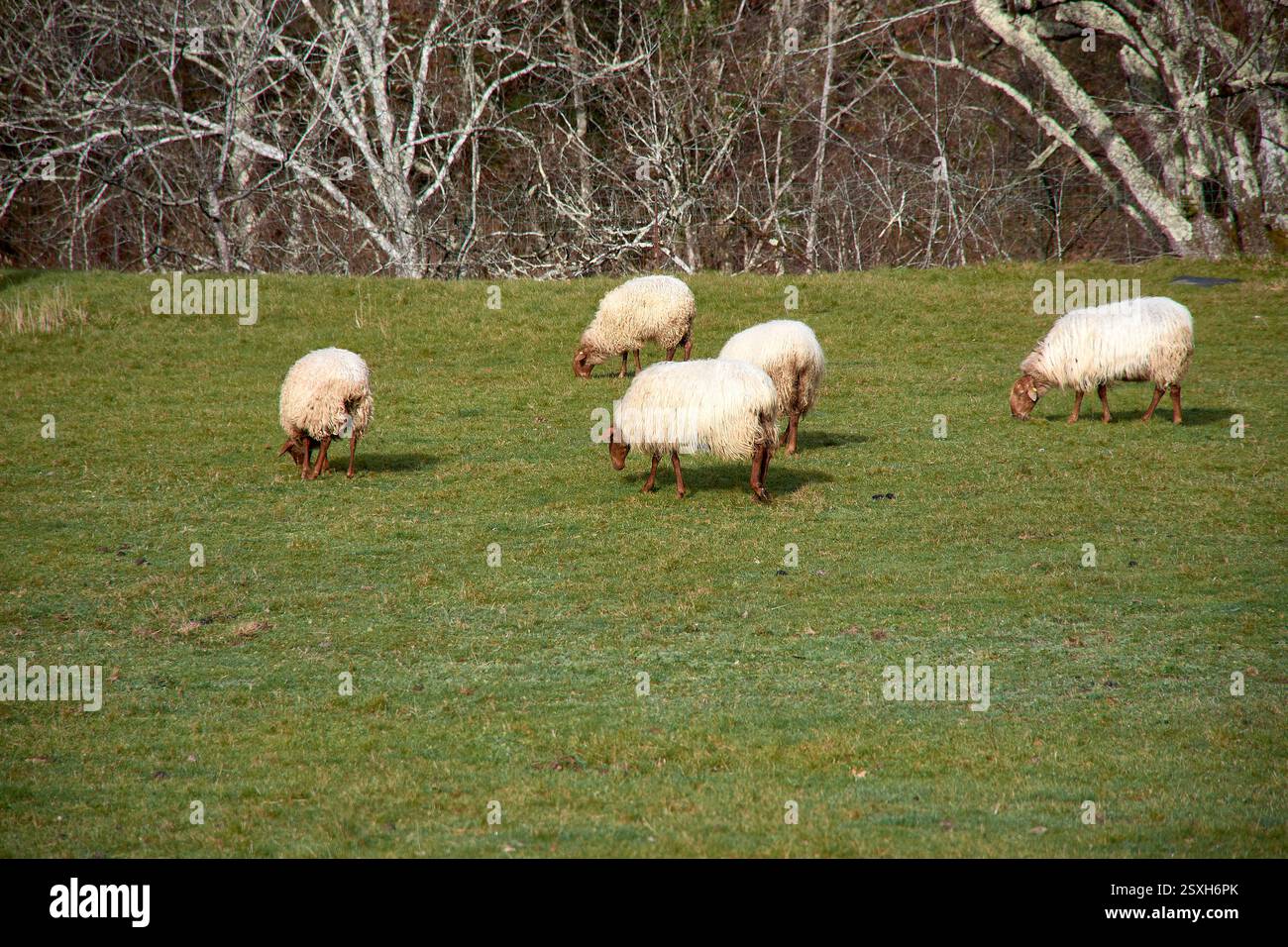 Une scène rurale pittoresque avec un groupe de moutons qui paissent sur une prairie verdoyante dans les Asturies, en Espagne. Les collines ondoyantes et le paysage vibrant créent Banque D'Images
