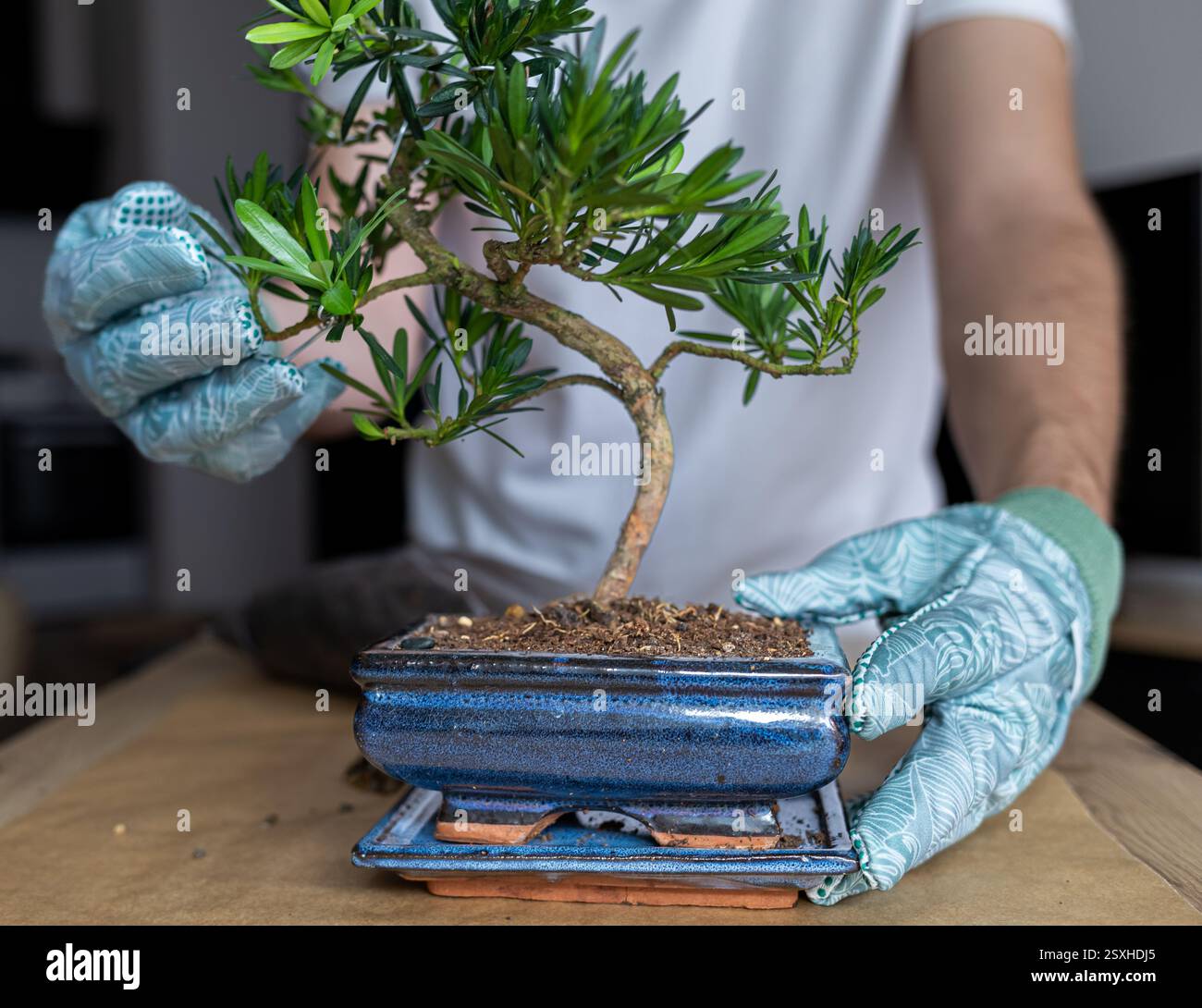 homme ajoutant de l'engrais organique granulaire au pot de bonsaï, jardinier répandant de l'engrais dans le pot de fleurs avec un bâton en bois, soin des plantes d'intérieur, arbre de bonsaï Banque D'Images