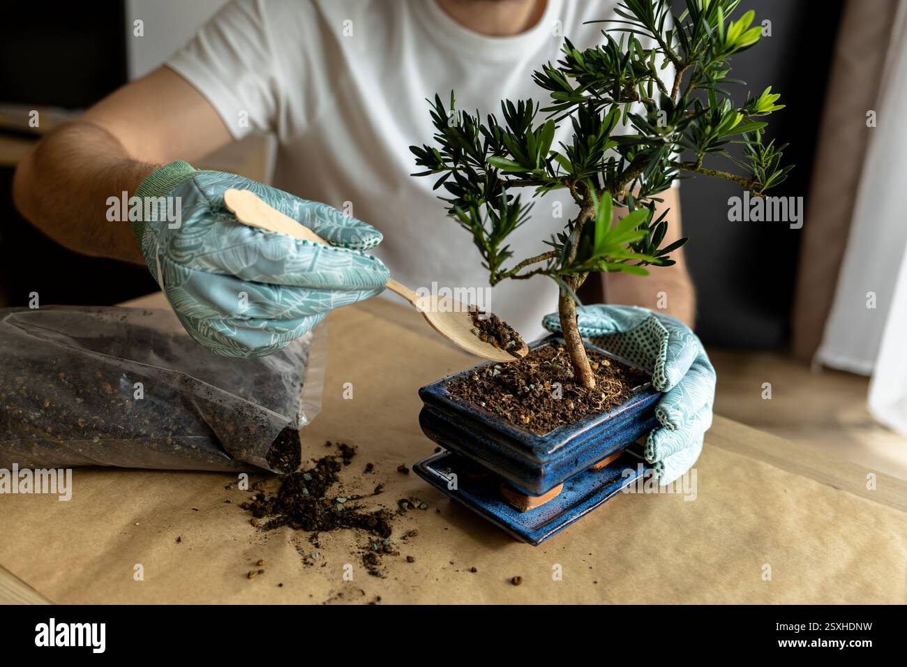 homme ajoutant de l'engrais organique granulaire au pot de bonsaï, jardinier répandant de l'engrais dans le pot de fleurs avec un bâton en bois, soin des plantes d'intérieur, arbre de bonsaï Banque D'Images