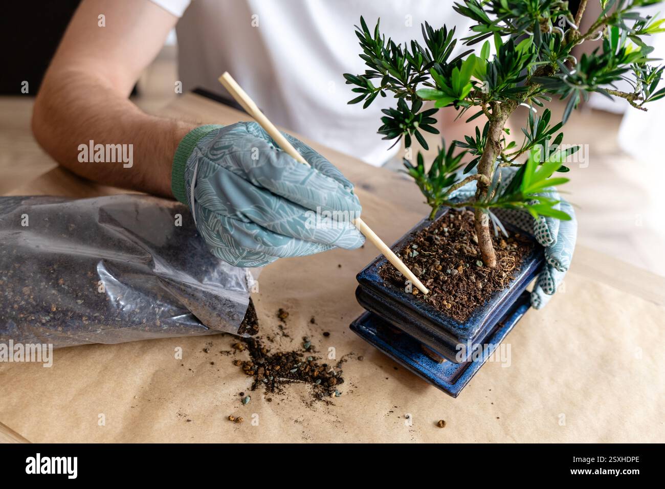 homme ajoutant de l'engrais organique granulaire au pot de bonsaï, jardinier répandant de l'engrais dans le pot de fleurs avec un bâton en bois, soin des plantes d'intérieur, arbre de bonsaï Banque D'Images