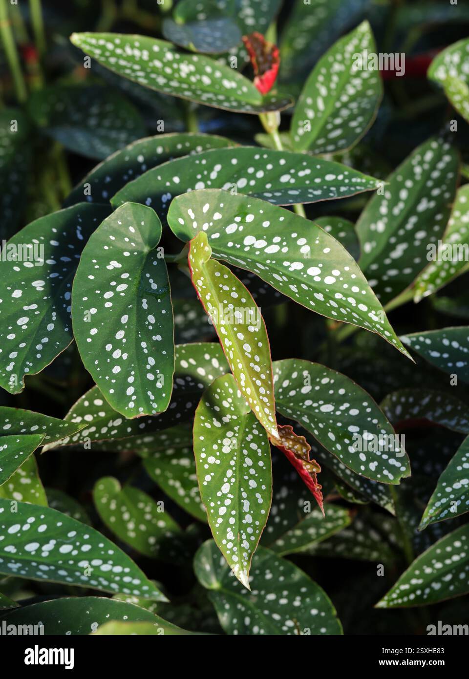 Polka Dot Begonia, Begonia maculata var wightii, Begoniaceae. Brésil, Amérique du Sud. L'aire de répartition naturelle de cette espèce est le Brésil (Rio de Janeiro). Banque D'Images