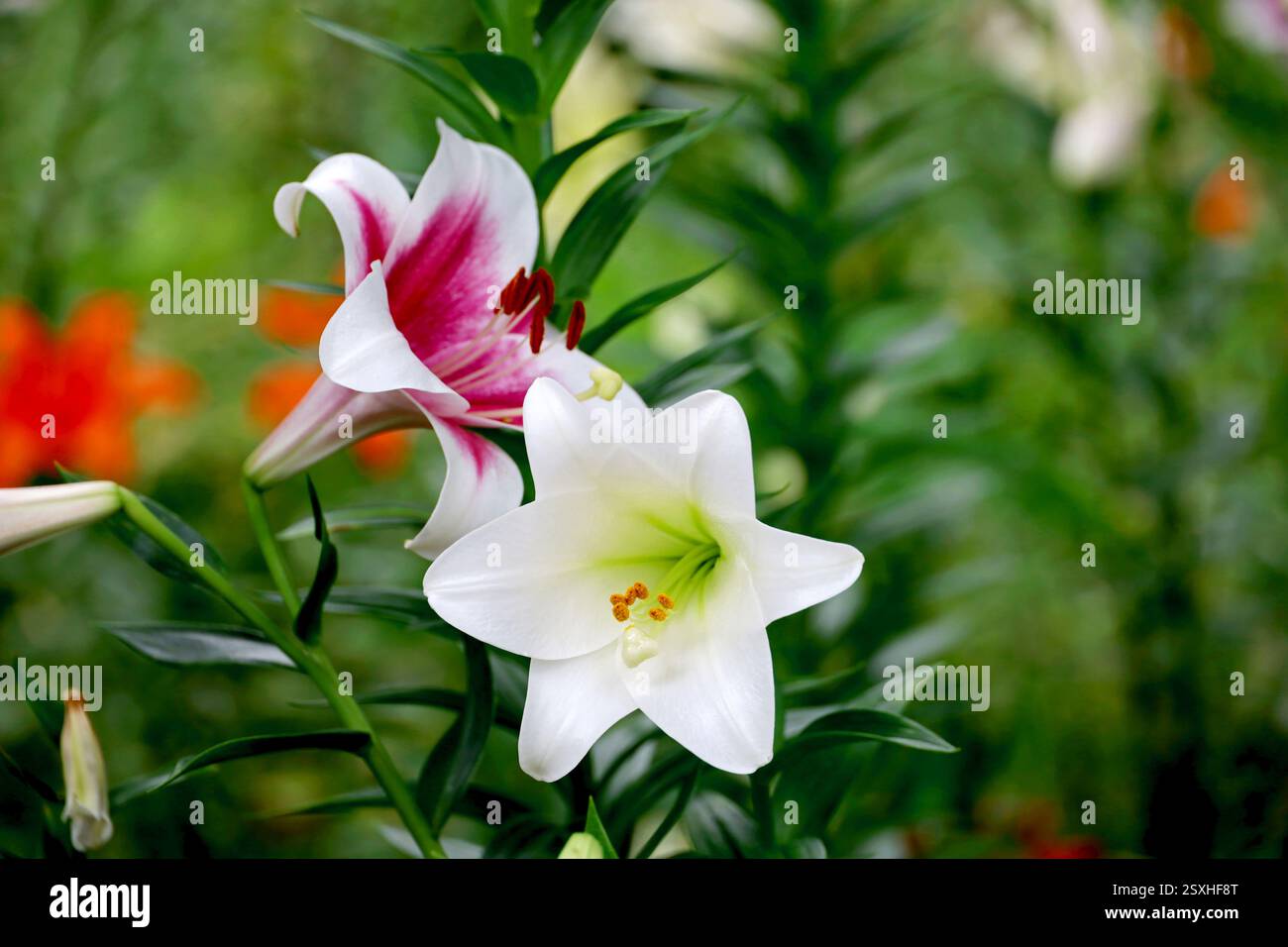 Les lis fleurissent dans le champ Banque D'Images Les lis fleurissent dans le champ Banque D'Images