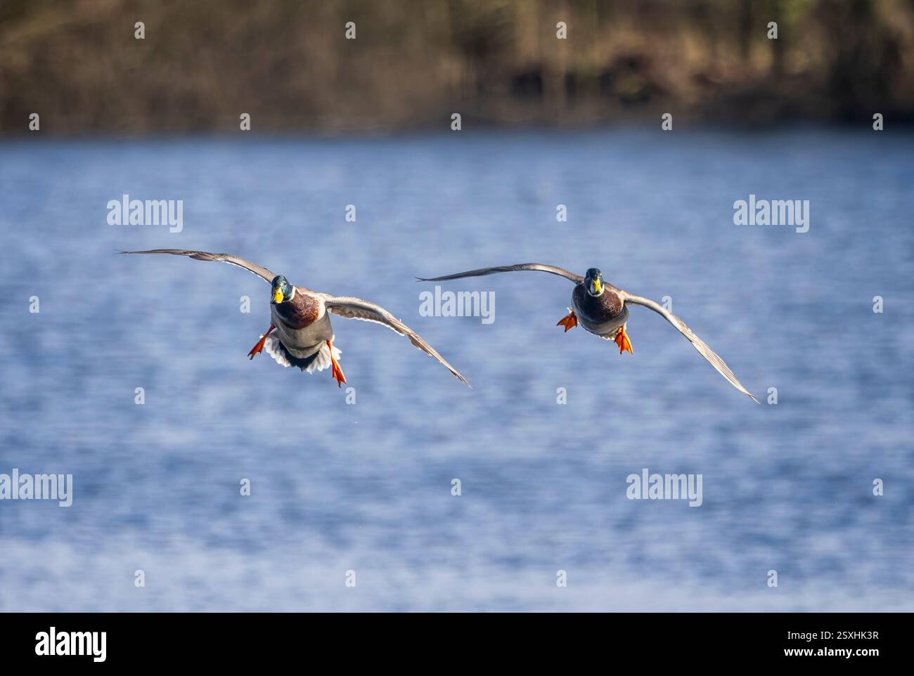 Paire de canards mâles colverts arrivant sur la terre ferme sur le lac Langford Lake dans le Wiltshire le 24 février 2025 Banque D'Images