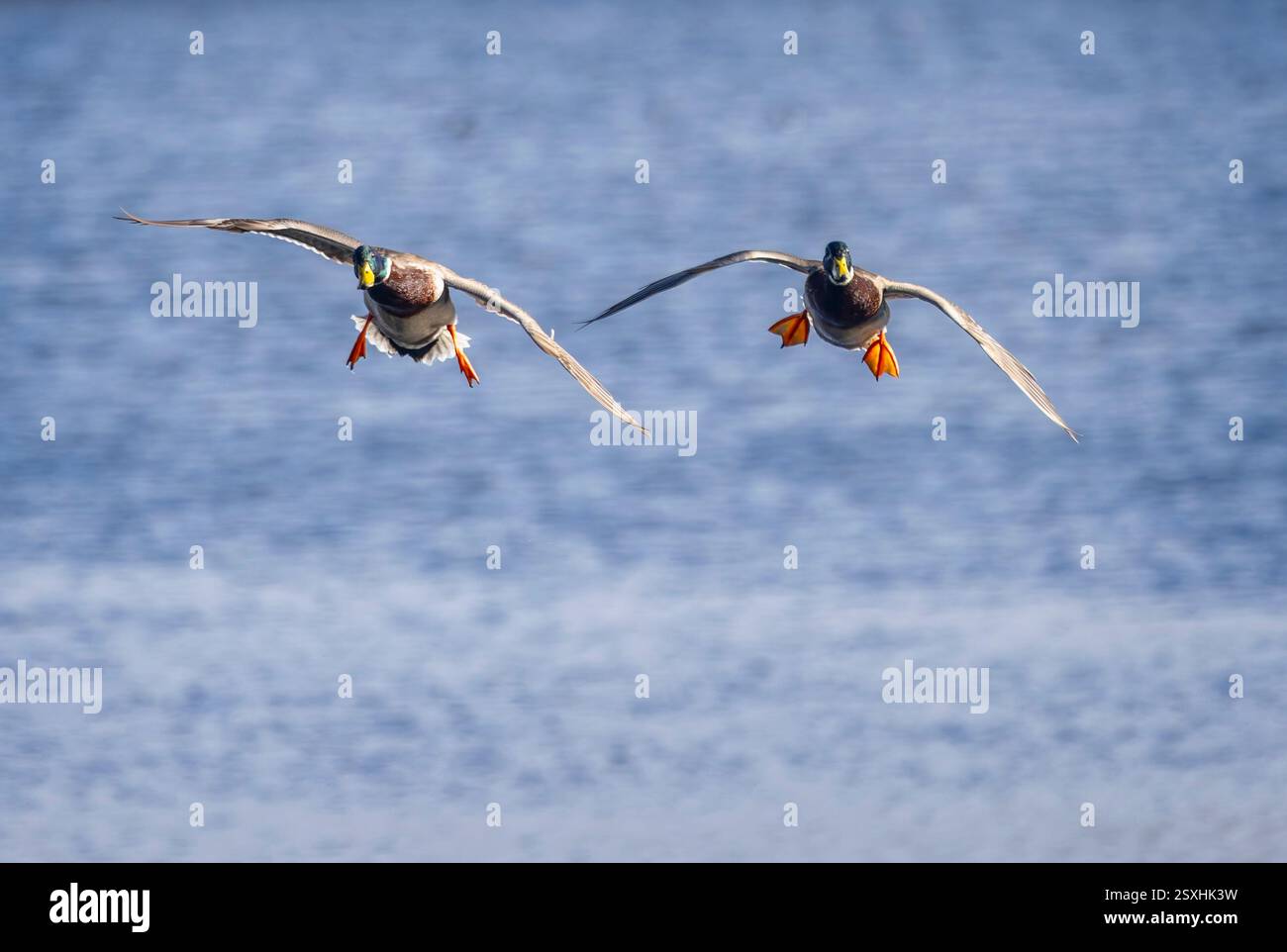 Paire de canards mâles colverts arrivant sur la terre ferme sur le lac Langford Lake dans le Wiltshire le 24 février 2025 Banque D'Images