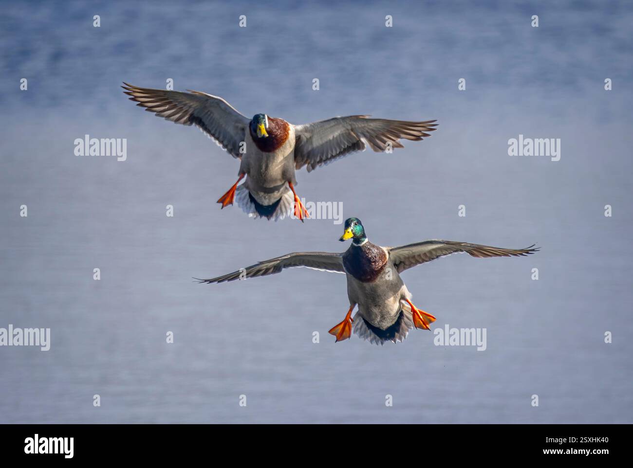 Paire de canards mâles colverts arrivant sur la terre ferme sur le lac Langford Lake dans le Wiltshire le 24 février 2025 Banque D'Images