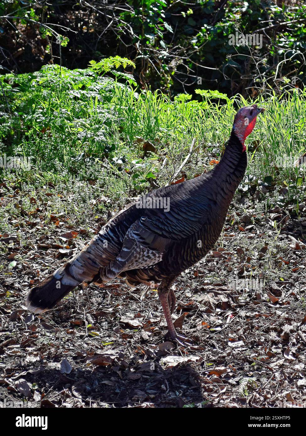 dinde sauvage à Cann Park, Union City, Californie Banque D'Images
