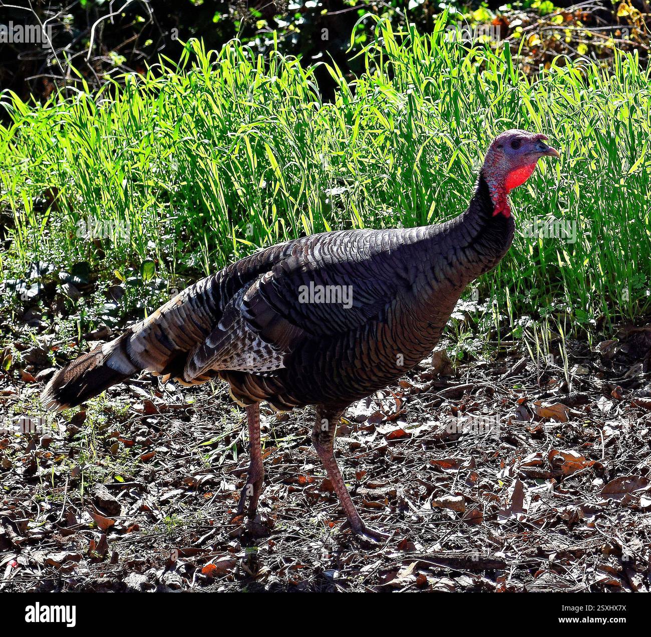 dinde sauvage à Cann Park, Union City, Californie Banque D'Images