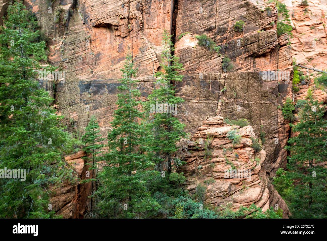 Falaises de grès le long du West Rim Trail jusqu'à Angels Landing dans le parc national de Zion, Utah Banque D'Images