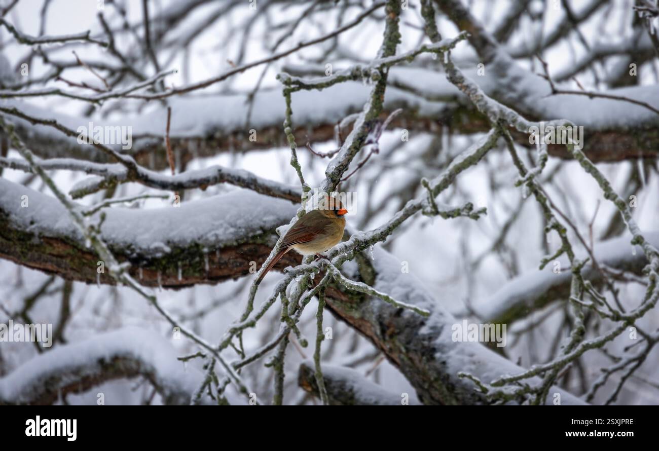Une belle femme Cardinal en hiver Banque D'Images
