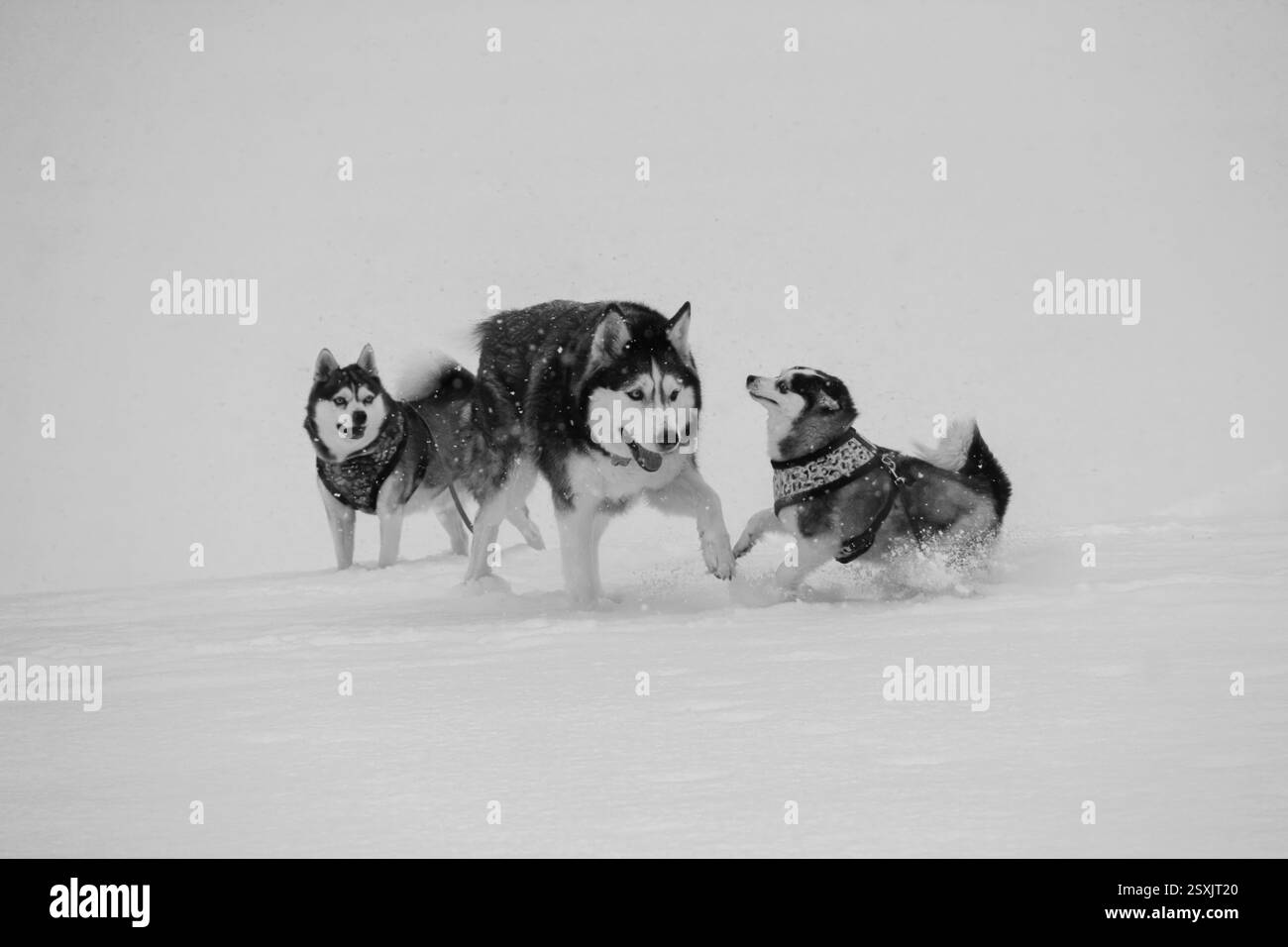 Husky et Klee Kai d'Alaska se déchaînent dans la neige – photo d'action hivernale dynamique en noir et blanc Banque D'Images