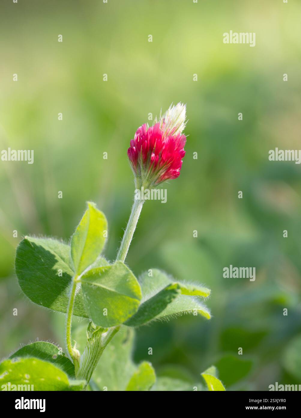 Gros plan d'une plante de trèfle cramoisi en fleurs photographiée avec une faible profondeur de champ. Banque D'Images