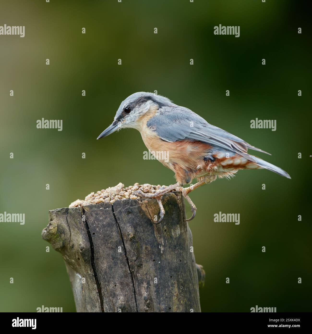Nature, branche et oiseau en plein air dans le parc pour manger avec des plumes par l'environnement durable. Faune, animal et oiseau de noix avec des ailes sur l'arbre Banque D'Images