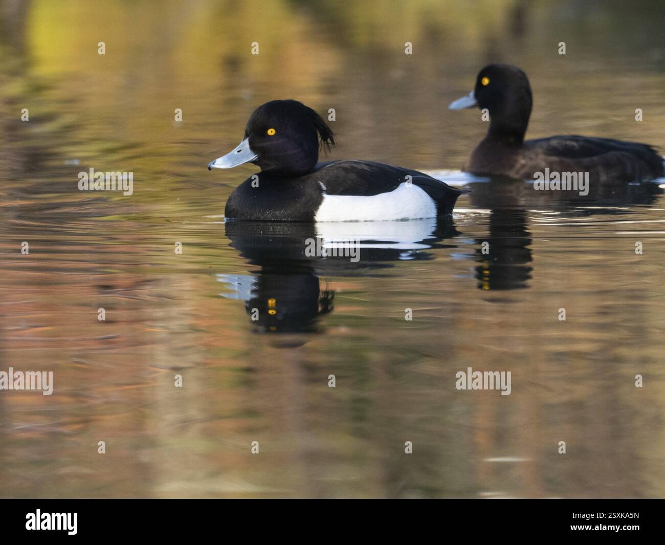 Canards touffetés (Aythya fuligula), oiseaux mâles et femelles nageant sur un lac, Hesse, Allemagne, Europe Banque D'Images