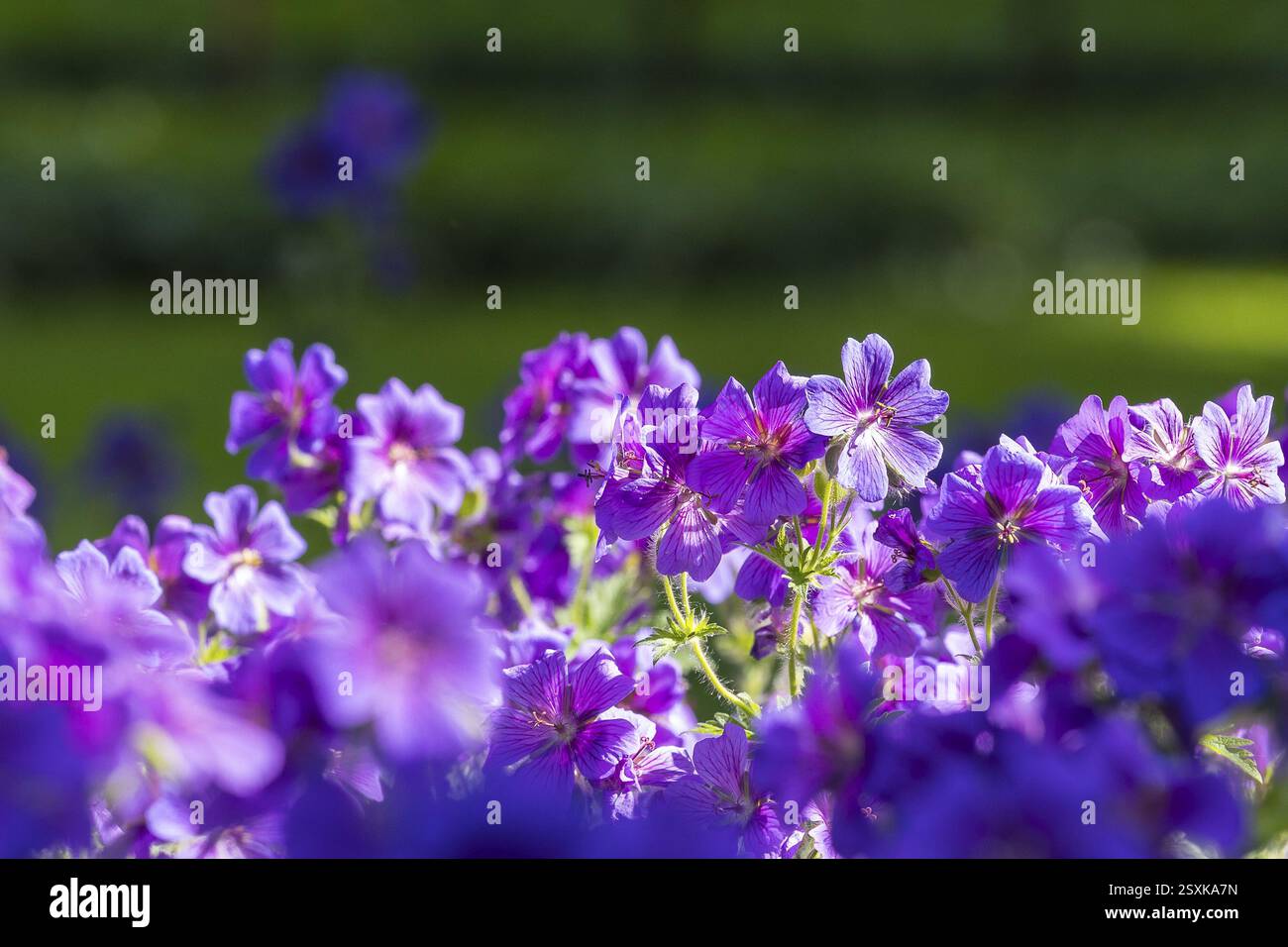 Le magnifique cranesbill violet (Géranium) fleurit abondamment, Saxe, Allemagne, Europe Banque D'Images