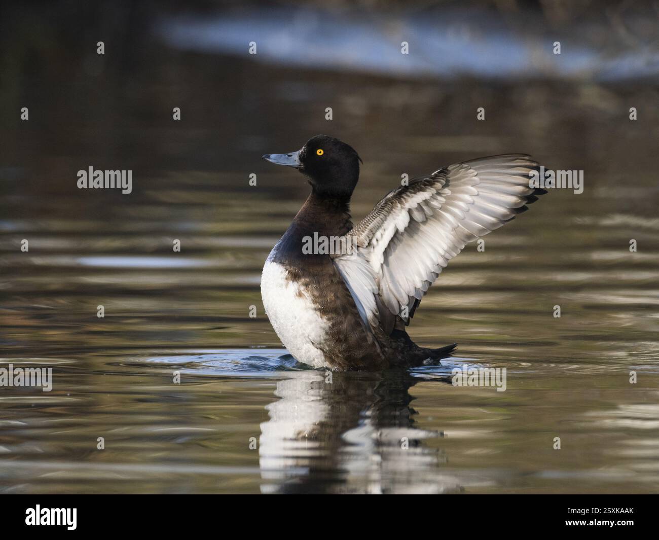 Canard touffeté, (Aythya fuligula), oiseau femelle sur un lac, battant ses ailes après avoir preening, Hesse, Allemagne, Europe Banque D'Images