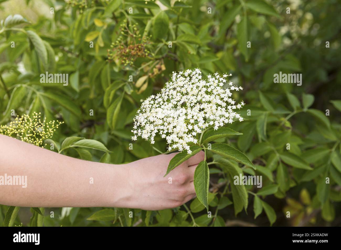 Cueillette à la main d'une fleur de sureau, Sambucus nigra (sambucus nigra) Banque D'Images