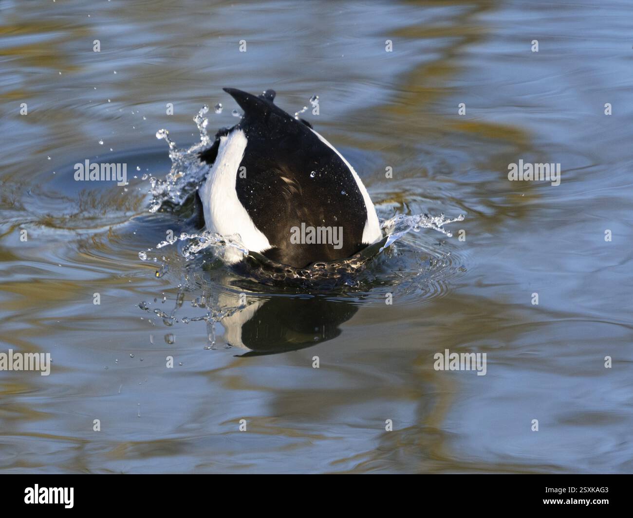 Canard touffeté, (Aythya fuligula), oiseau mâle sur un lac, sur le point de plonger, Hesse, Allemagne, Europe Banque D'Images