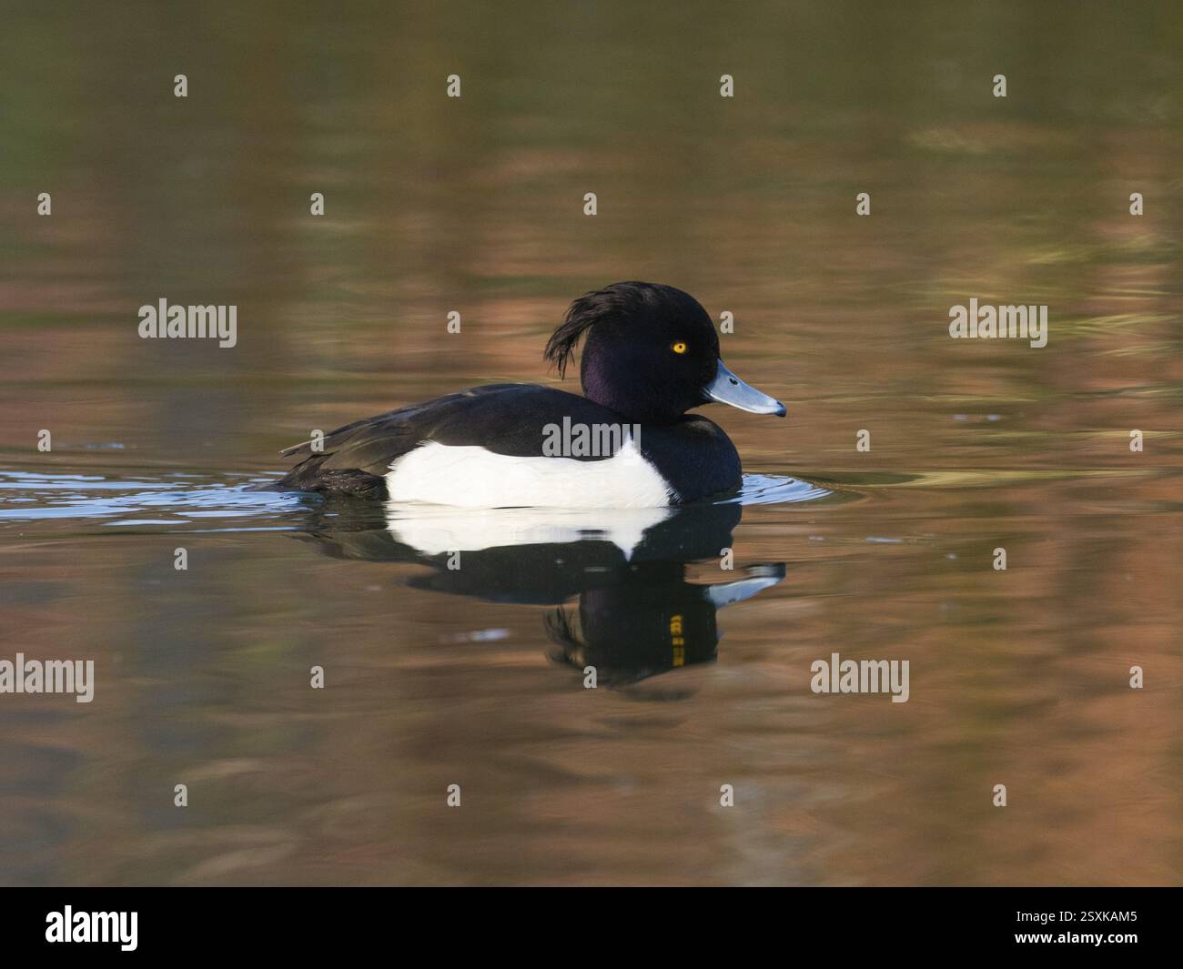 Canard touffeté, (Aythya fuligula), oiseau mâle sur un lac, avec son reflet dans l'eau, Allemagne, Europe Banque D'Images