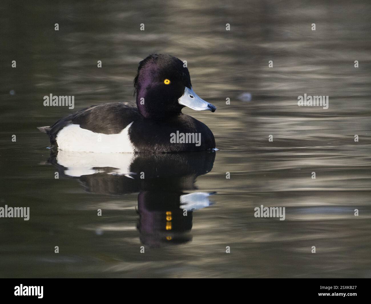Canard touffeté, (Aythya fuligula), oiseau mâle sur un lac, avec son reflet dans l'eau, Allemagne, Europe Banque D'Images