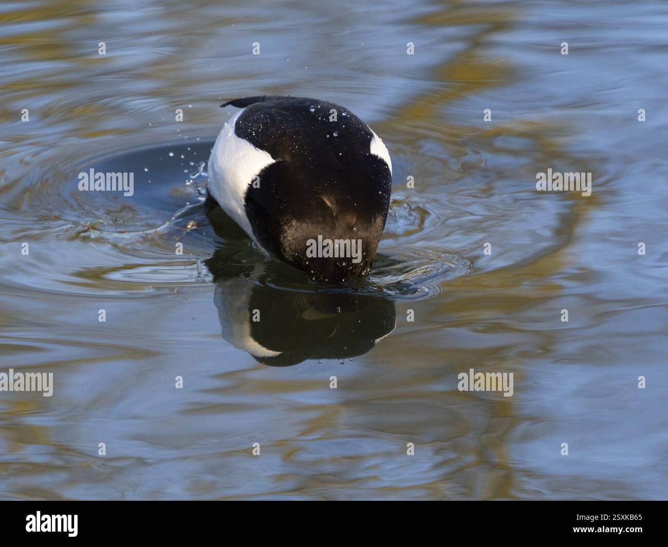 Canard touffeté, (Aythya fuligula), oiseau mâle sur un lac, sur le point de plonger, Hesse, Allemagne, Europe Banque D'Images