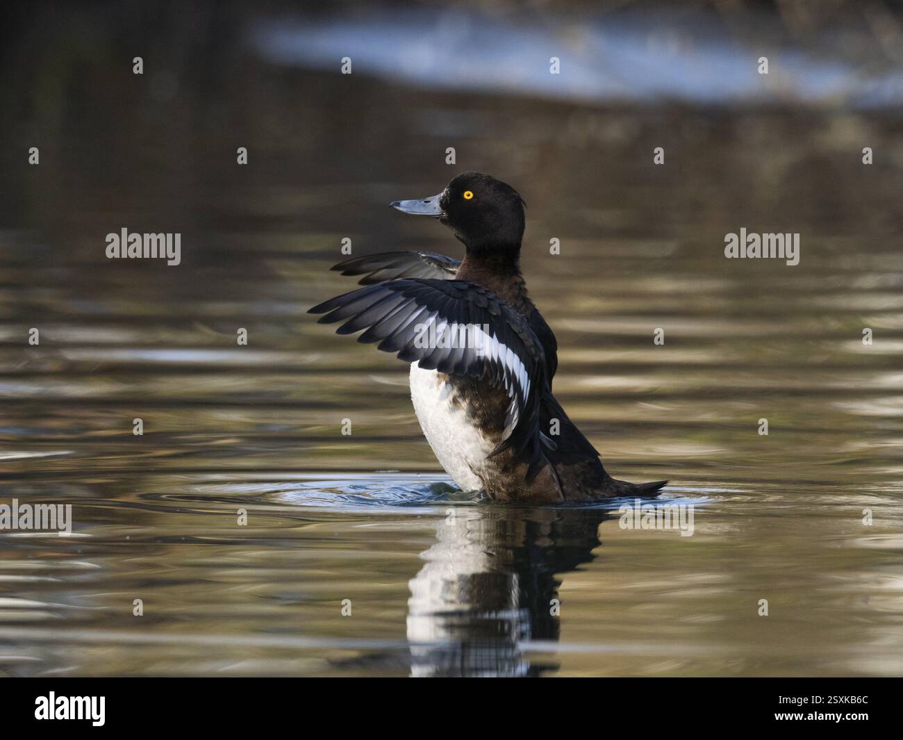 Canard touffeté, (Aythya fuligula), oiseau femelle sur un lac, battant ses ailes après preening, Allemagne, Europe Banque D'Images