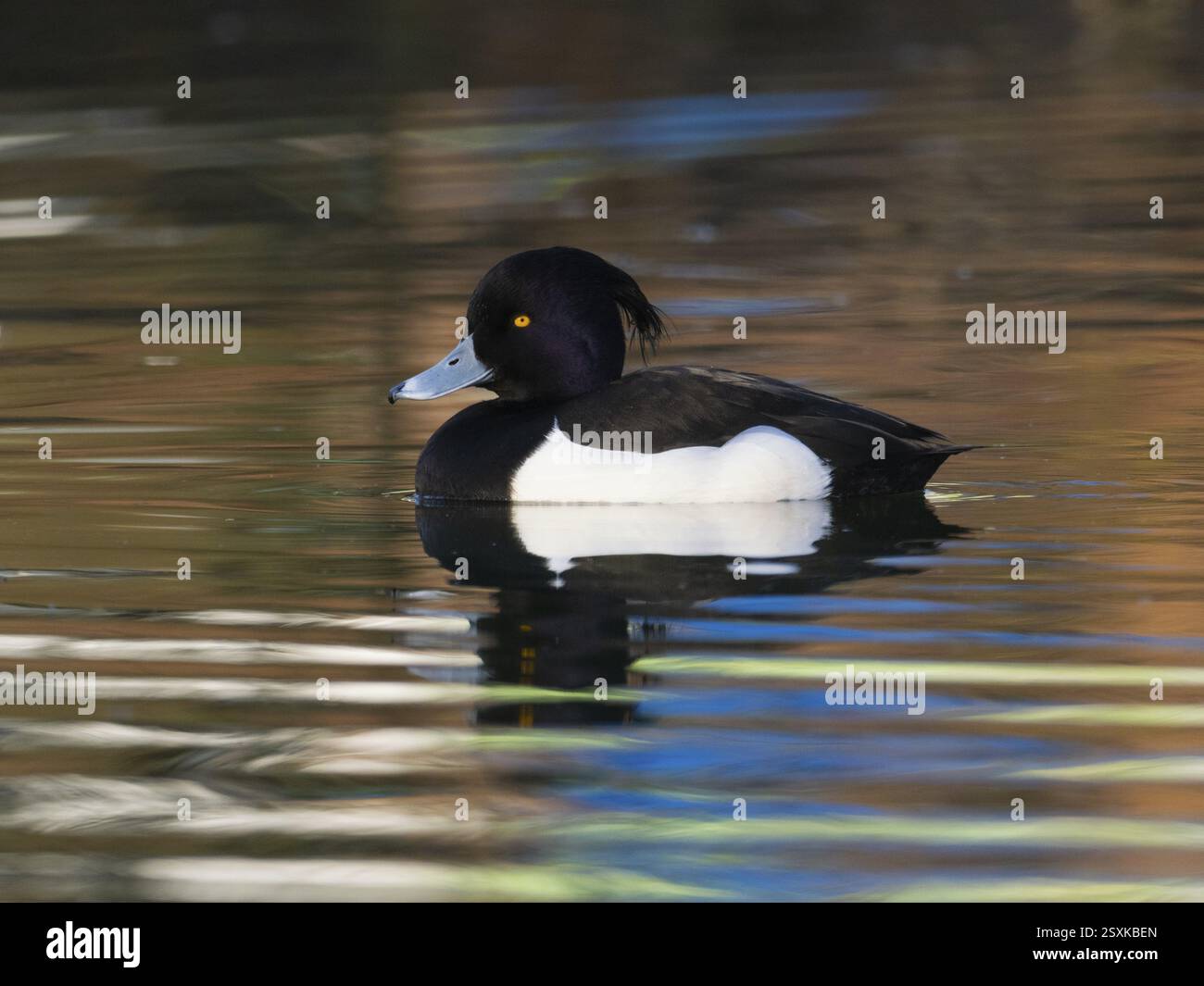 Canard touffeté, (Aythya fuligula), oiseau mâle sur un lac, avec son reflet dans l'eau, Allemagne, Europe Banque D'Images