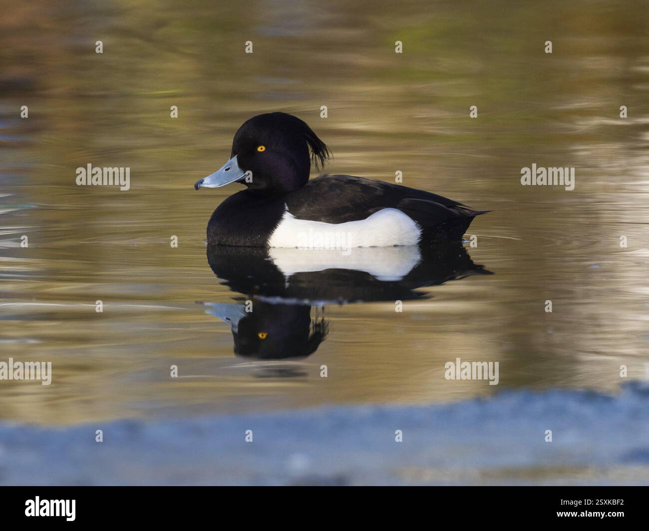 Canard touffeté, (Aythya fuligula), oiseau mâle sur un lac, avec son reflet dans l'eau, Allemagne, Europe Banque D'Images