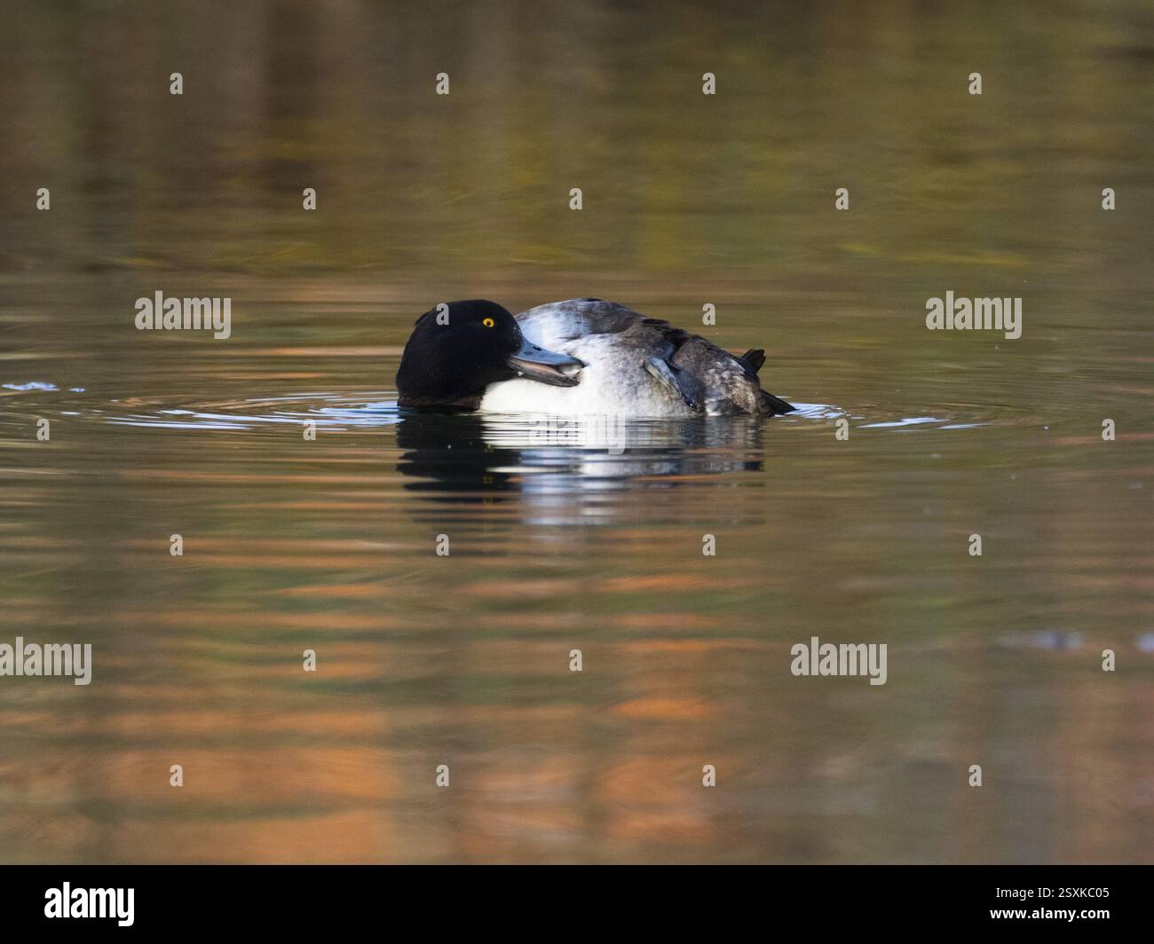 Canard touffeté, (Aythya fuligula), oiseau femelle sur un lac, se preening, Hesse, Allemagne, Europe Banque D'Images