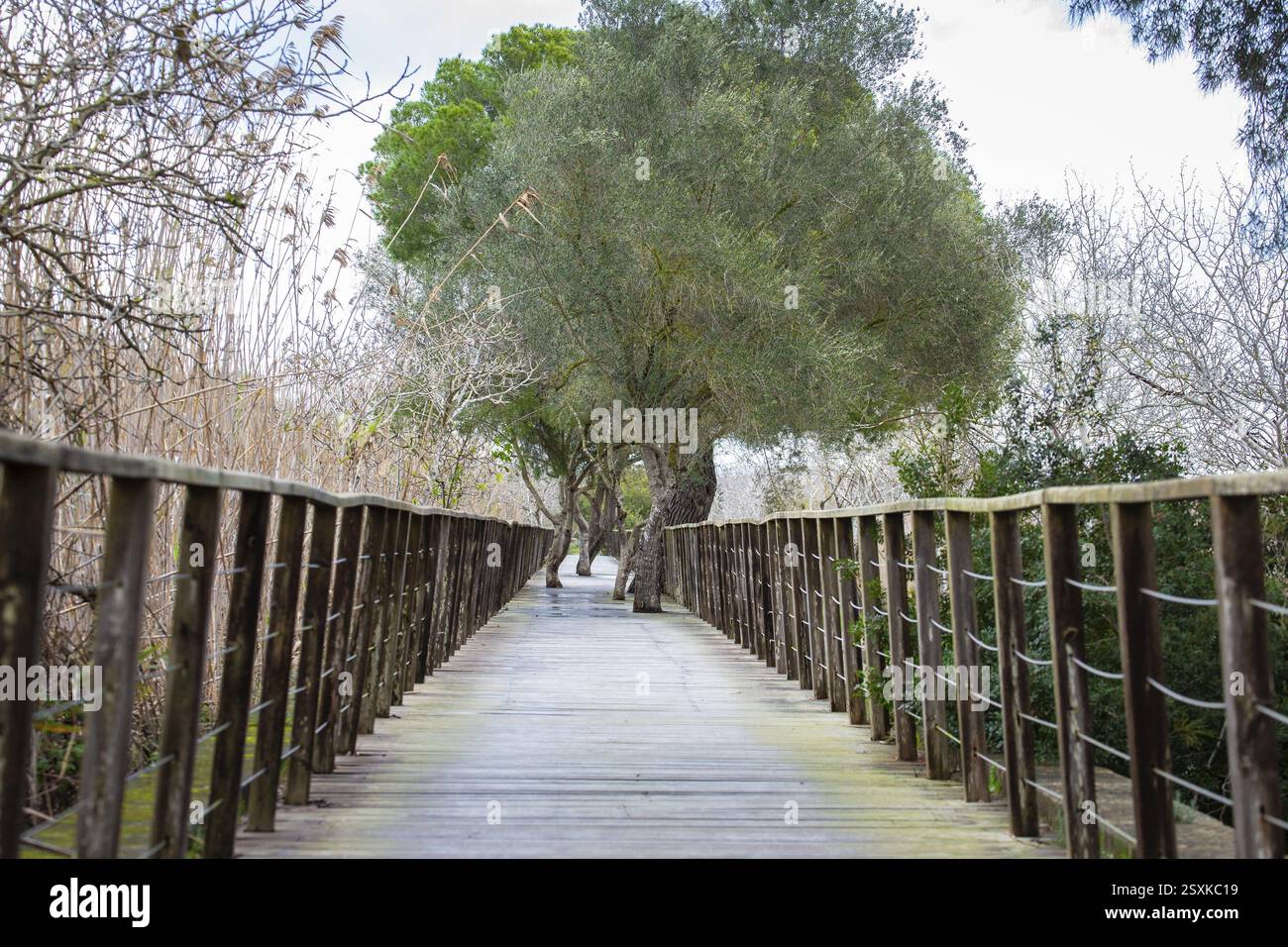 Chemin en bois dans la réserve naturelle de S'Albufera de Majorca, Playa de Muro, Majorque, Espagne, Europe Banque D'Images