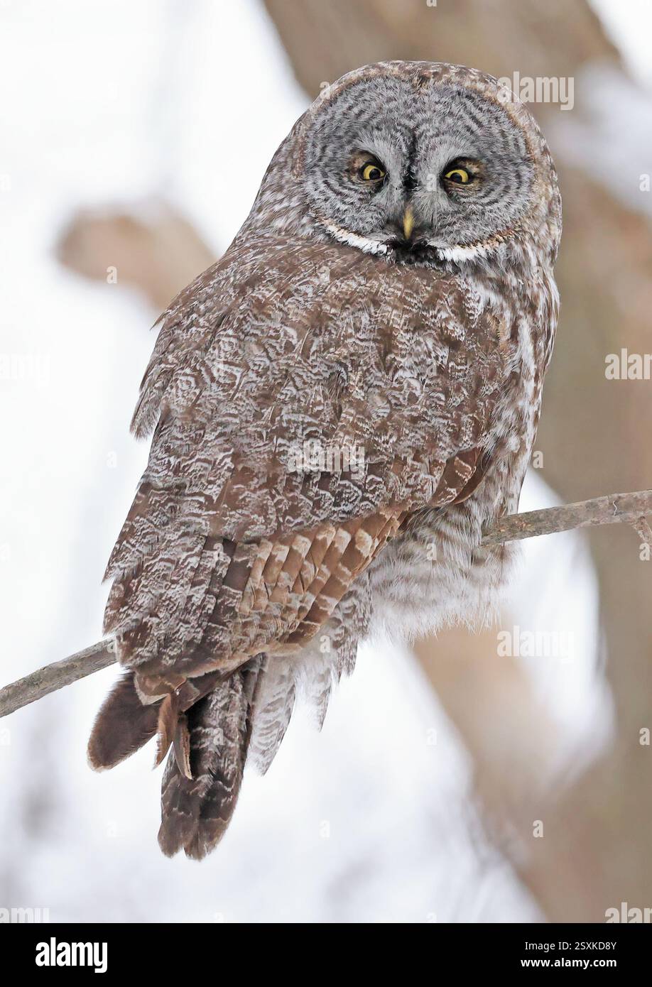 Grand hibou gris assis sur une branche d'arbre dans la forêt, Québec, Canada Banque D'Images
