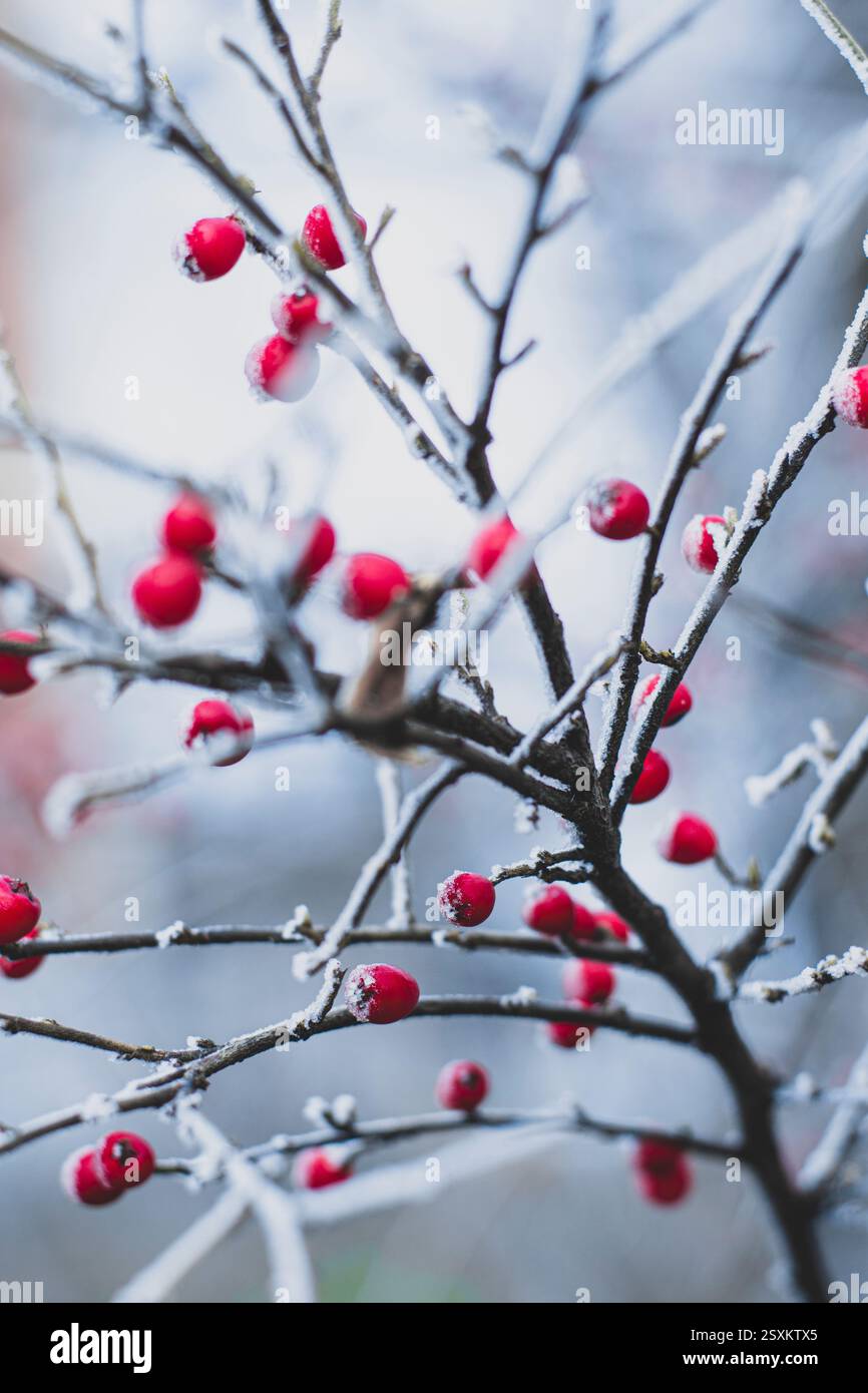 Branches de baies d'aubépine couvertes de neige Banque D'Images