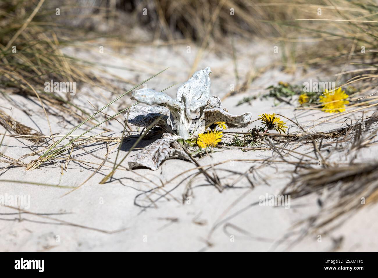 Chou de mer + Gillie's Dandelion + Marram aka Sand grass, Ammophila arenaria, rnon-indigène, plage se stabiliser dans la dune, Pebble Island, îles Falkland Banque D'Images