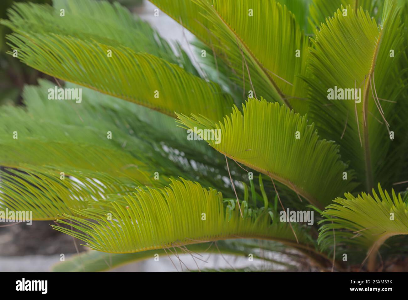 Des feuilles de palmier verdoyantes s'étendent, capturant la lumière du soleil dans l'environnement serein de l'Albanie, mettant en valeur la riche flore et la beauté naturelle de la région. Banque D'Images