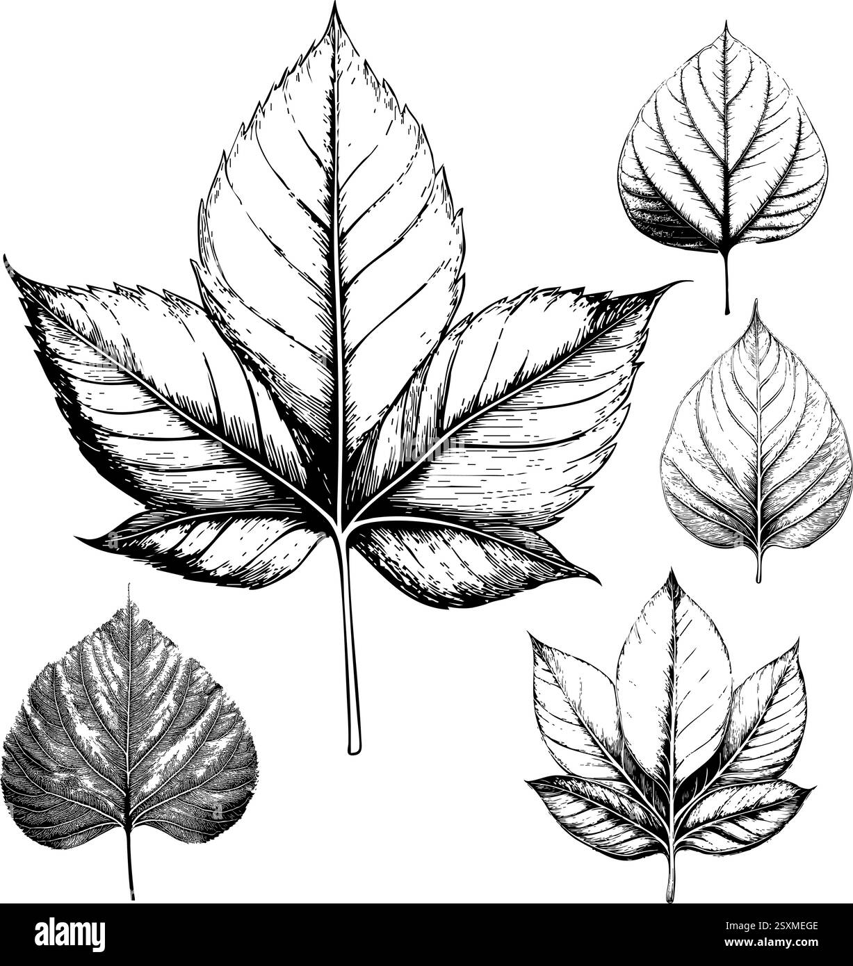 Feuille de détail élevé laisse dessin à la main d'esquisse Illustration de Vecteur