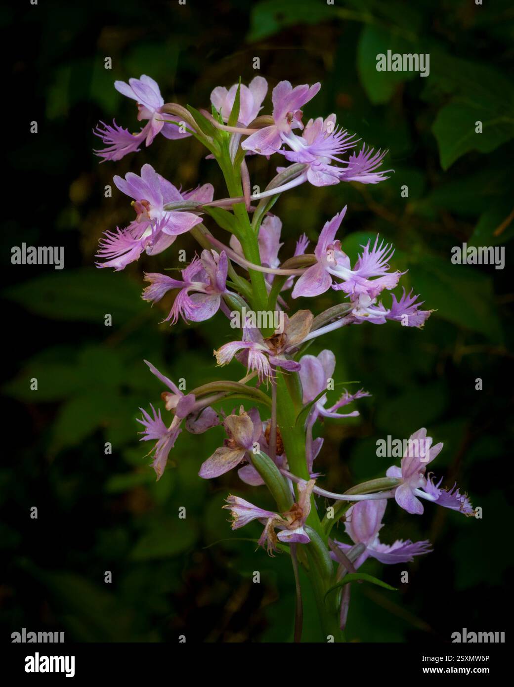 Petite orchidée à franges violettes, Platanthera psycodes, poussant dans une zone humide le long d'un ruisseau dans les montagnes Adirondack dans l'État de New York Banque D'Images