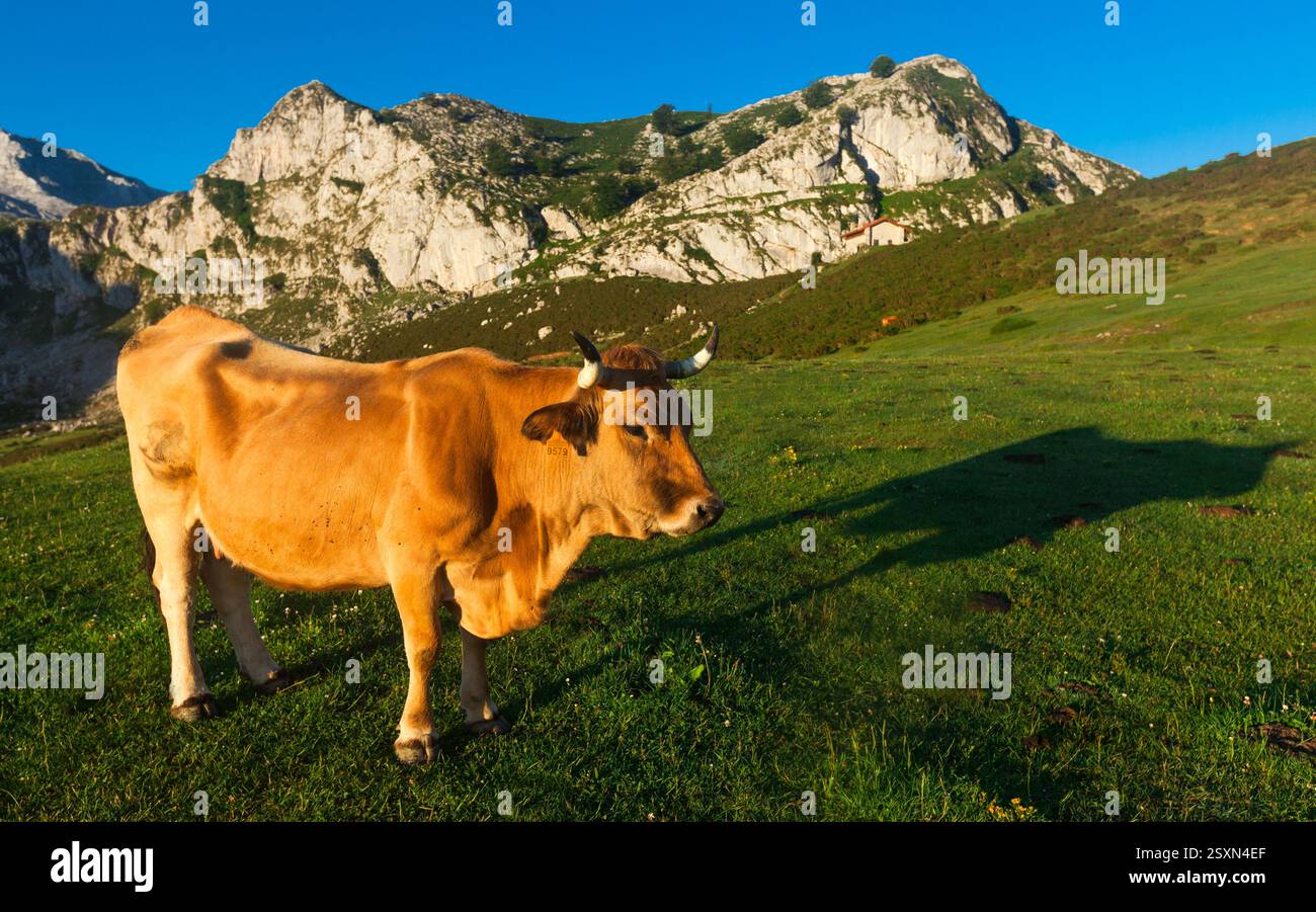 Vache de race montagneuse asturienne se trouve sur une pelouse dans un parc national au coucher du soleil Banque D'Images