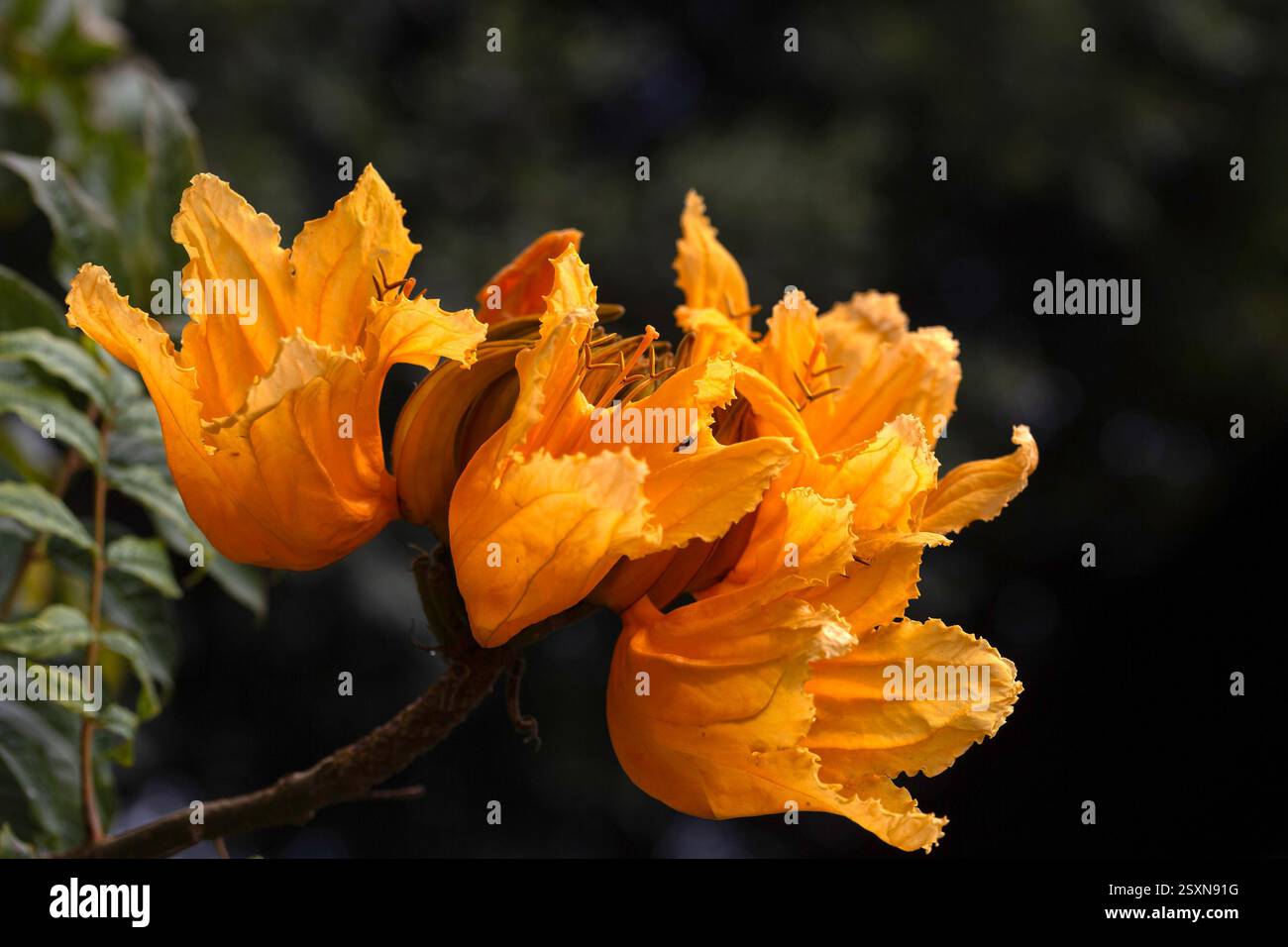 Gros plan de fleurs de Tulipe africaine (Spathodea campanulata) dans un parc à Lanzarote, îles Canaries Banque D'Images