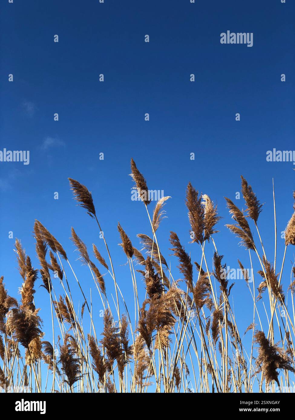 De grands roseaux secs contre un ciel bleu clair Banque D'Images