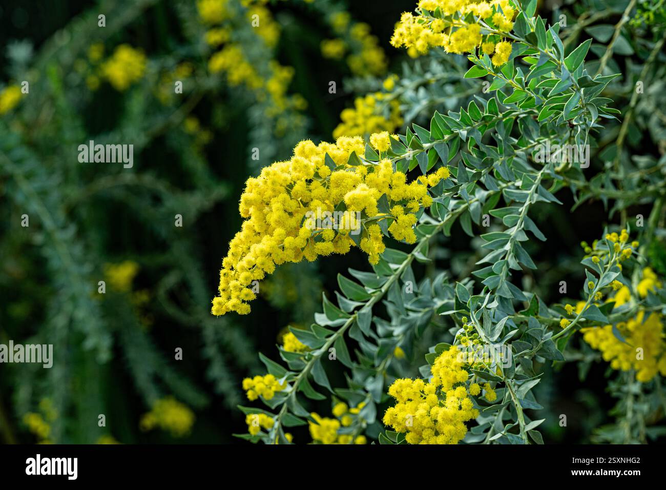 Fleurs jaunes de l'Australian acacia cultriformis Banque D'Images