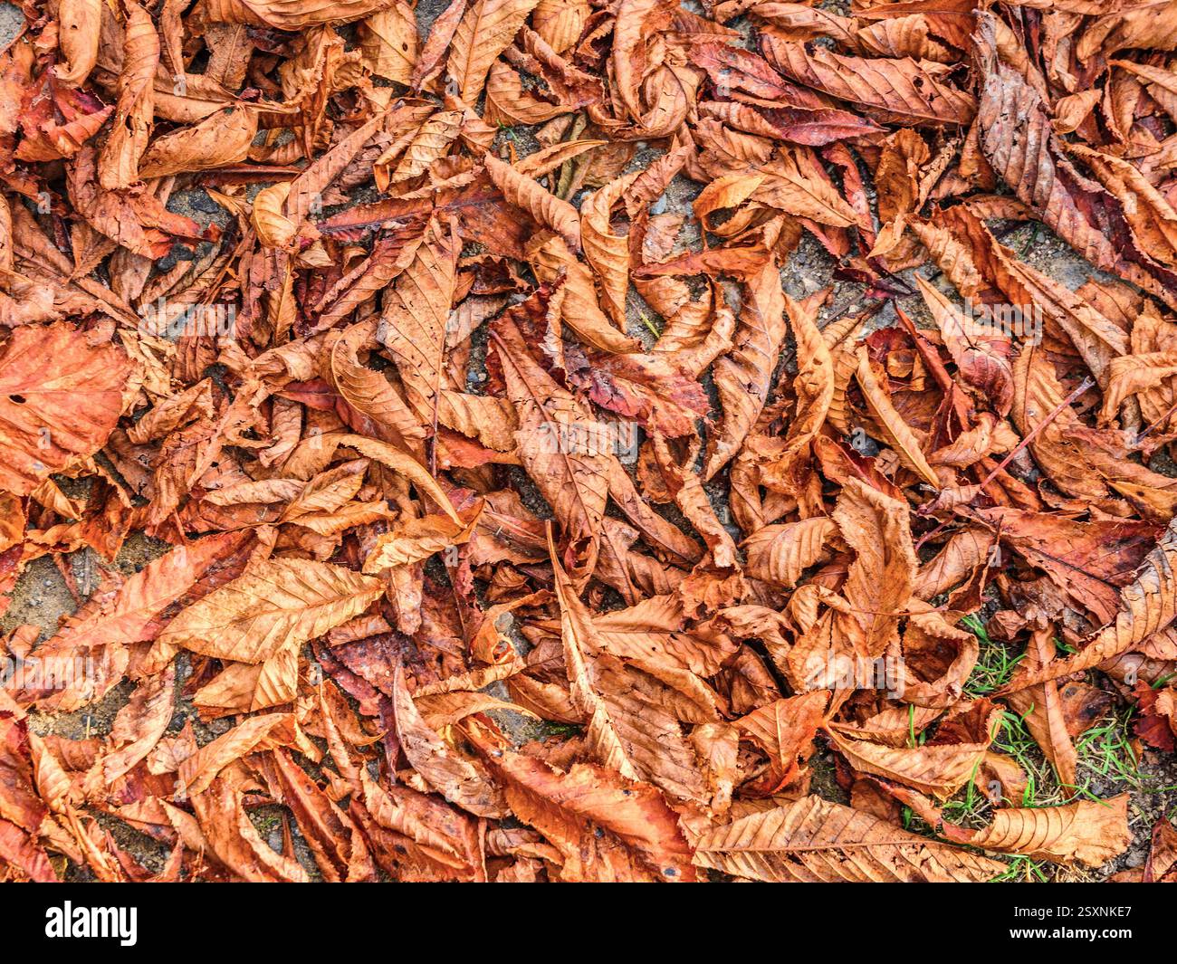 Feuilles séchées de châtaignier de cheval (Aesculus hippocastanum) sur terre en automne - Vienne (86), France. Banque D'Images