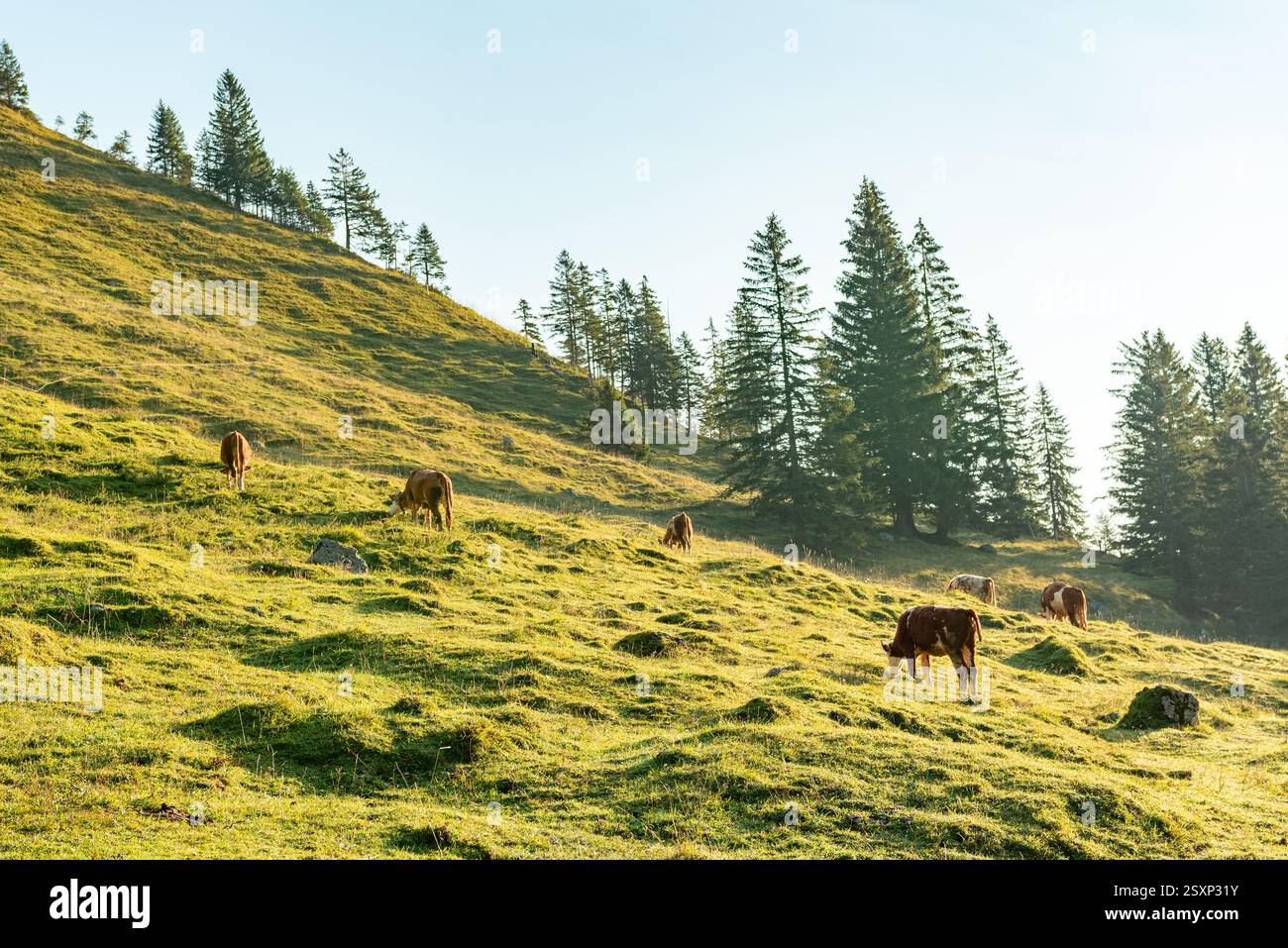 Paysage alpin en été avec des vaches qui paissent dans les Alpes bavaroises, Allemagne Banque D'Images