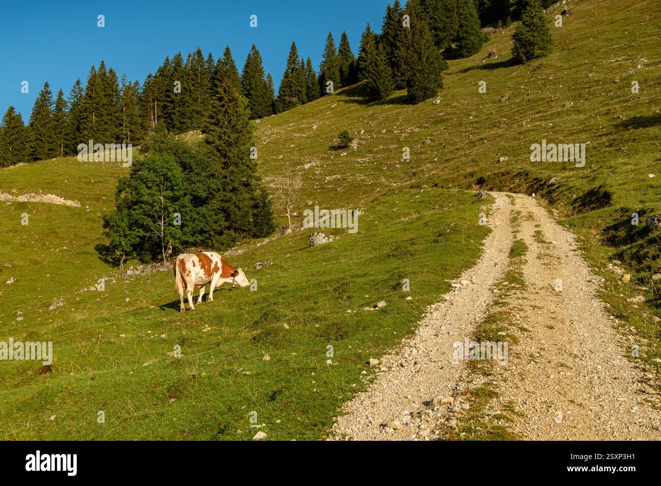 Paysage alpin avec une vache paissant en été dans les Alpes bavaroises, Allemagne Banque D'Images