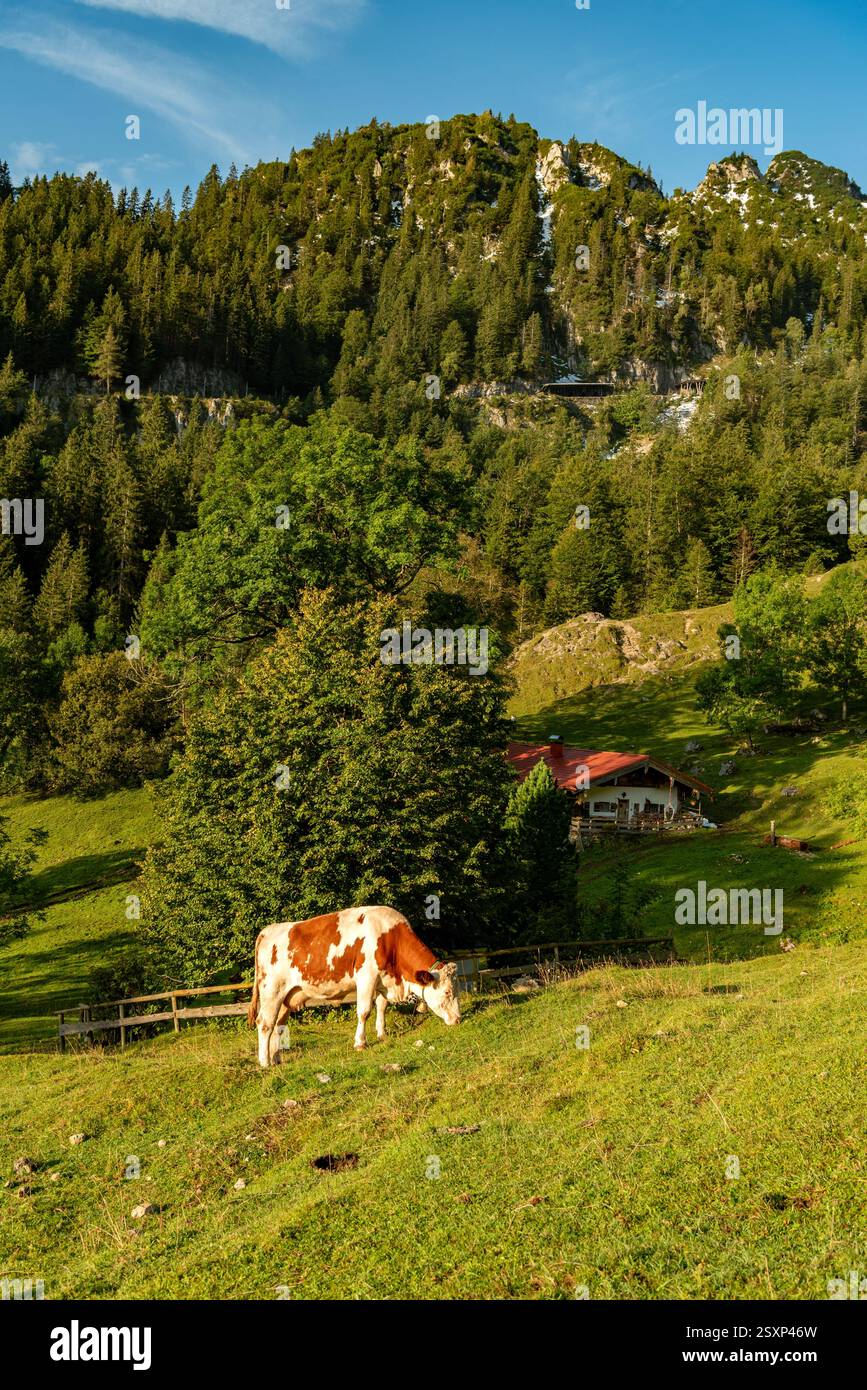Vache broutant dans un paysage alpin d'été dans les Alpes bavaroises, Allemagne Banque D'Images
