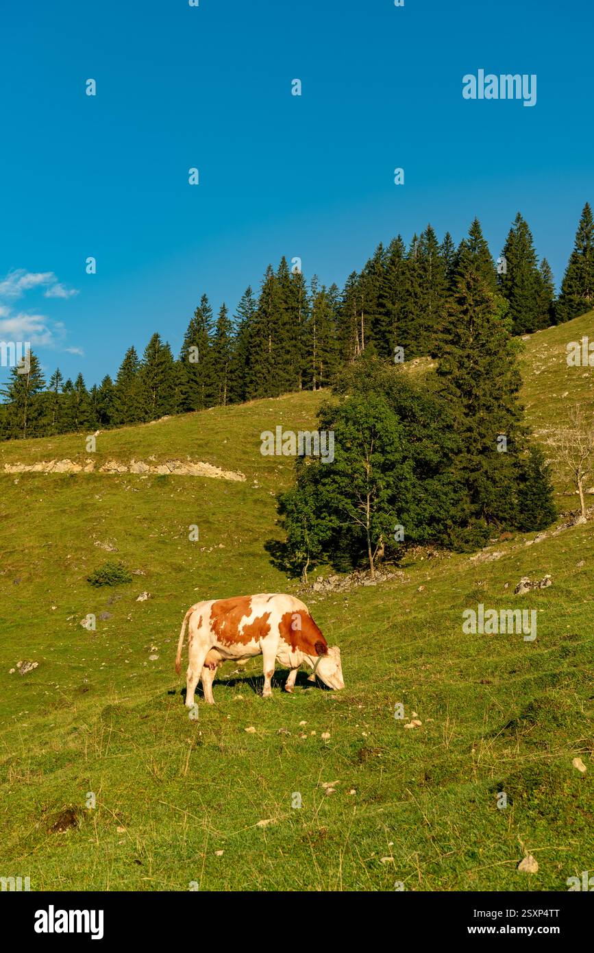 Paysage alpin d'été avec une vache qui paissait dans les Alpes bavaroises, en Allemagne Banque D'Images