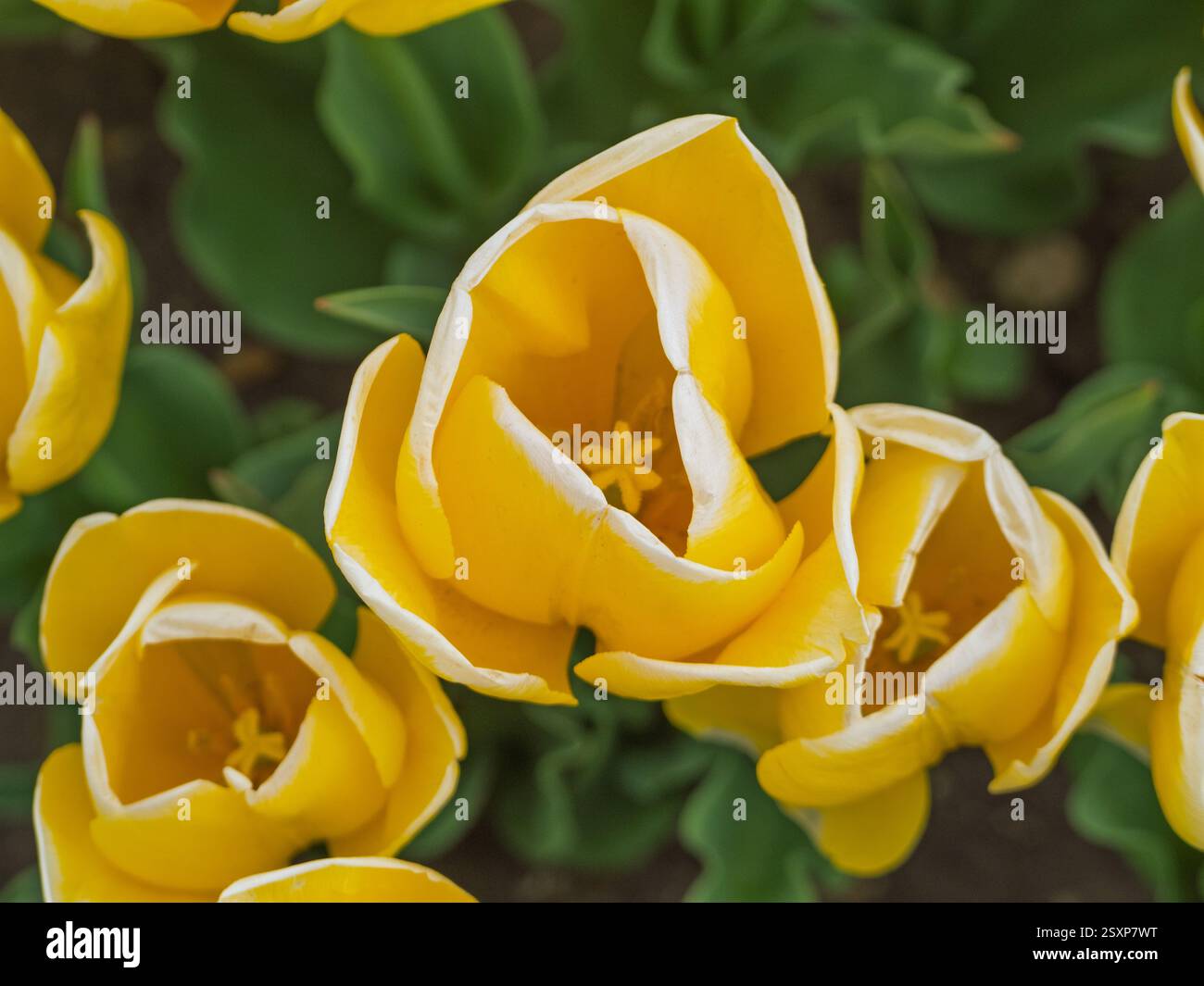 Vue descendante de tulipes jaunes poussant dans une ferme de tulipes du Norfolk. ROYAUME-UNI Banque D'Images