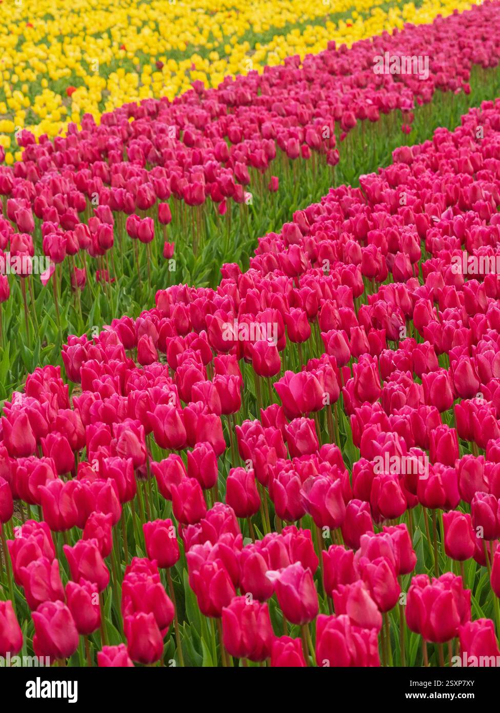 Des rangées de tulipes rose vif et jaune fleurissent dans un champ à Norfolk, Royaume-Uni, Banque D'Images