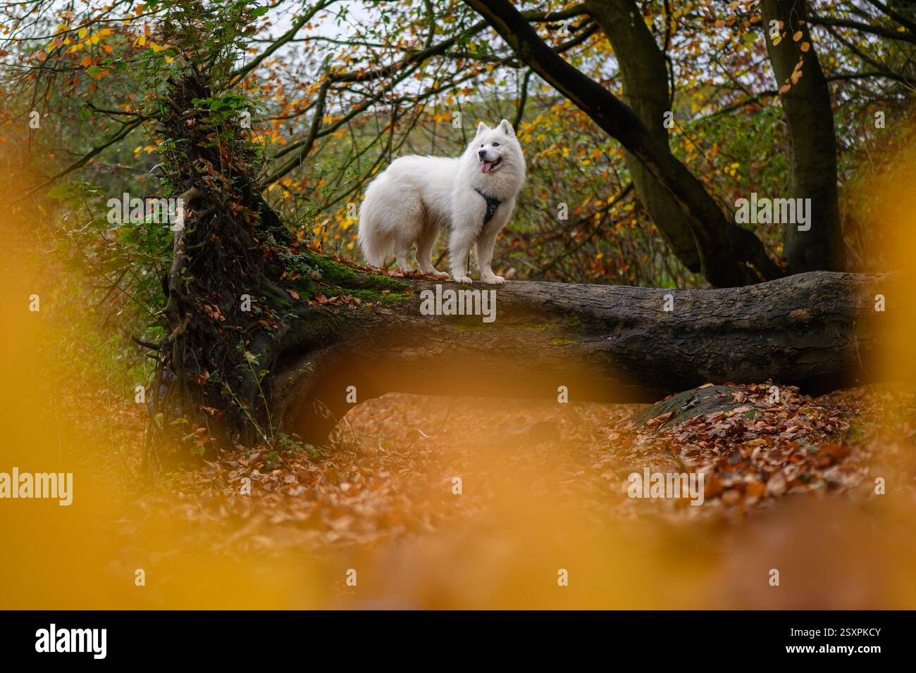 Chien Samoyed dans la forêt d'automne Banque D'Images