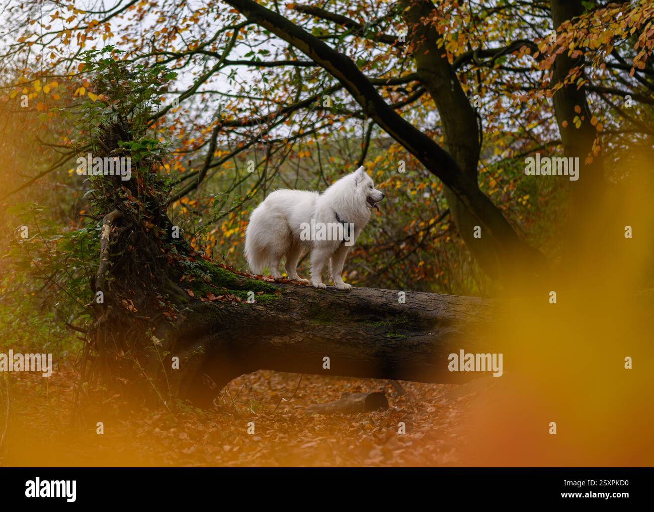 Chien Samoyed dans la forêt d'automne Banque D'Images